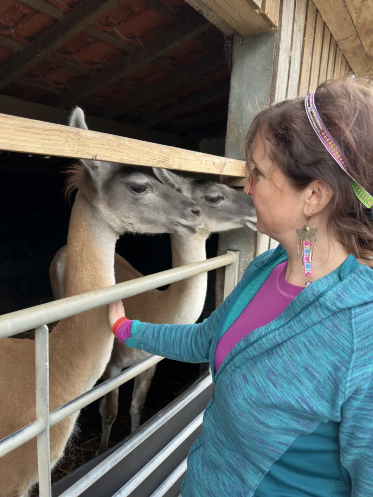 petting farm llama uk york